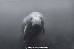 Monochrome Manatee
A lone manatee in Crystal River, Florida by Tanya Houppermans 